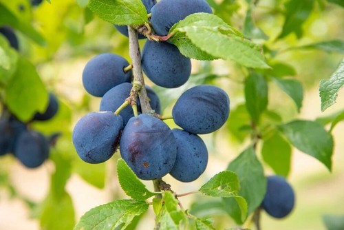 Damson merryweather plum fruit - merryweather,
