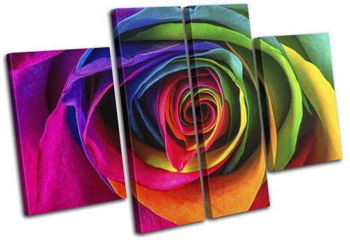 Colourful rainbow rose flower - rainbow,