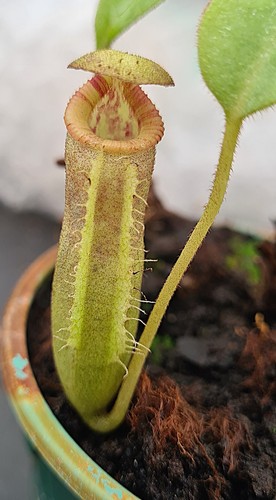 Nepenthes x - (veitchii,