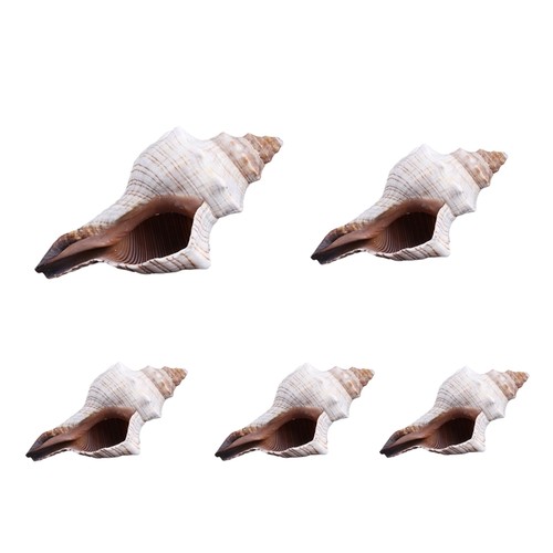 Aquarium decorations snail - aquarium,