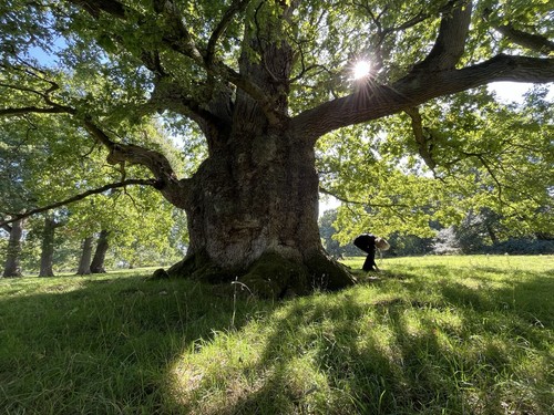 One year old - oak, saplings