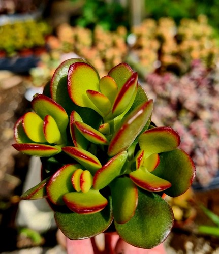 Crassula ovata crosby - crassula,