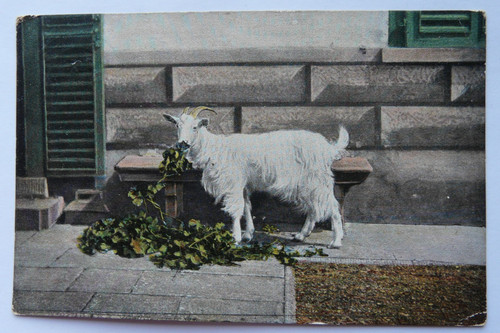 Billy goat posted 1904 - posted,