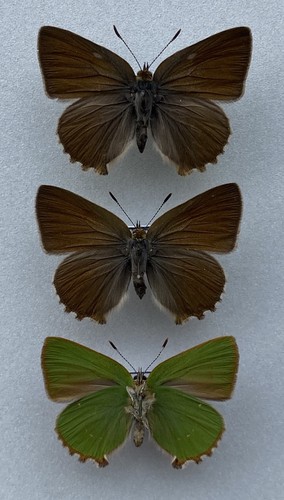 Trio green hairstreak set - a, of