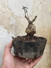 Olive Bonsai