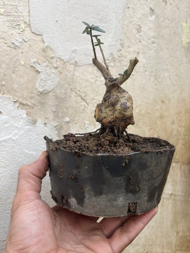 Olive bonsai - olive,