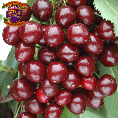 Sweet cherry patio fruit tree - fruit,