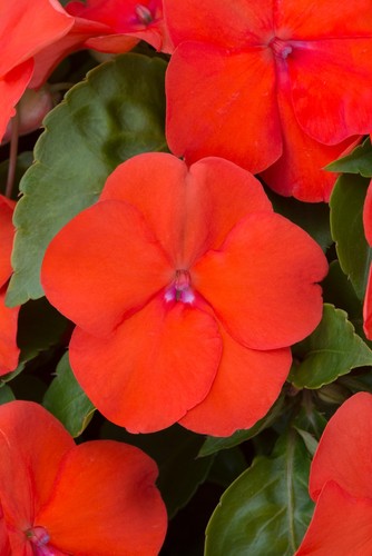 Busy lizzie impatiens - busy,