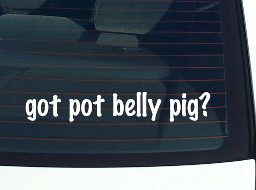 Got pot belly pig car - got,