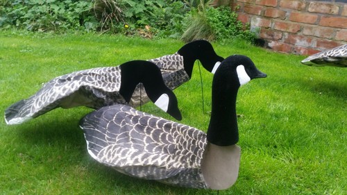 Goose decoys sillosock canada - goose,