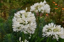Agapanthus Africanus Albus x20 seeds White African lily, 
