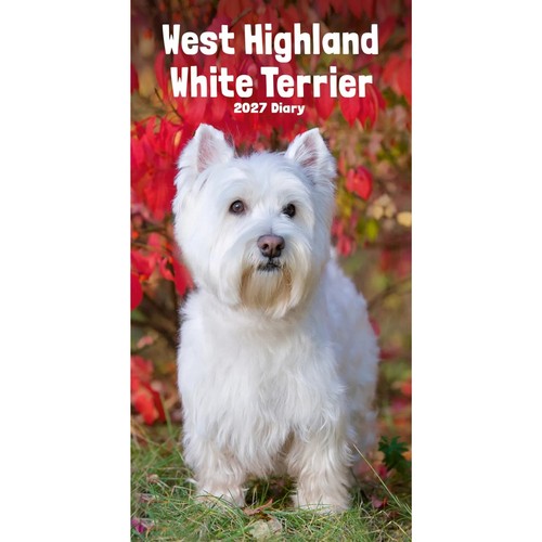 West highland white terrier - white,