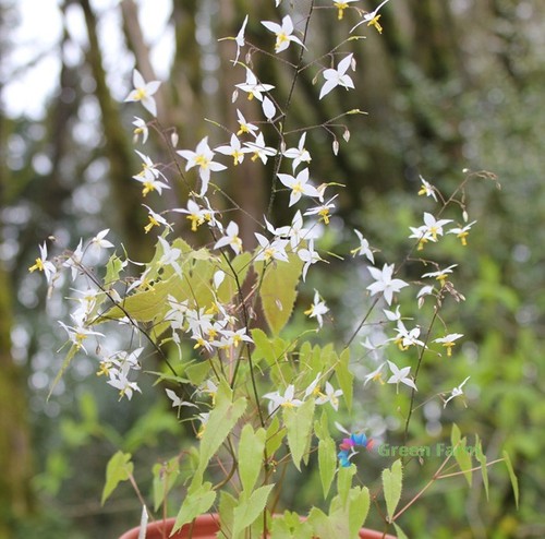 Roots epimedium brevicornum - roots,