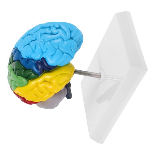 Human brain model - brain, anatomy