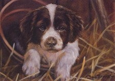 Springer spaniel puppy dog - puppy,
