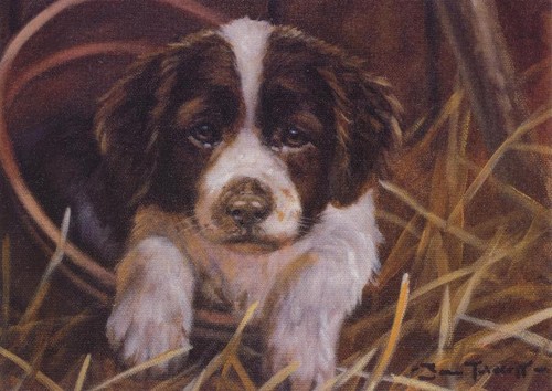 Springer spaniel puppy dog - springer,