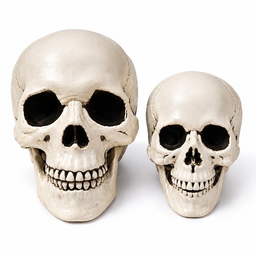 Human skull replica resin - human,