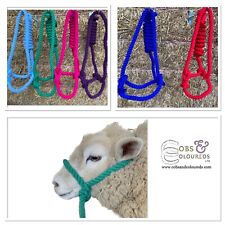 SHEEP HALTER ADJUSTABLE LOTS