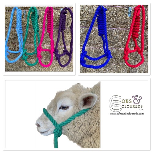 Sheep rope halter adjustable - halter,