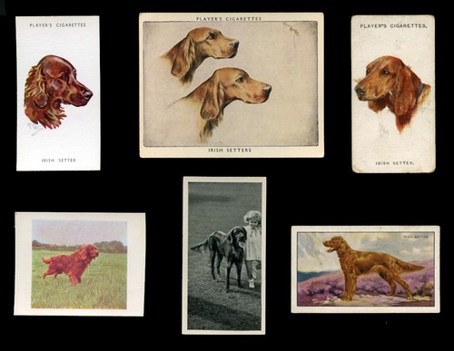 Irish red setter gun dog - red,