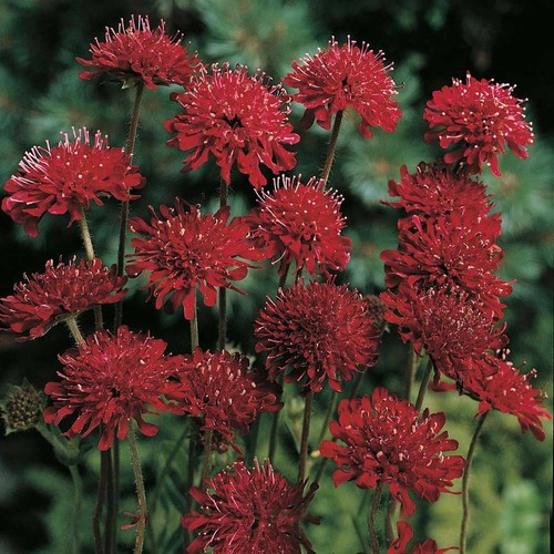 Knautia macedonica seeds - knautia,