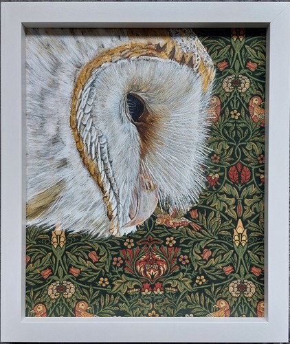 Original wild bird barn owl - wild,