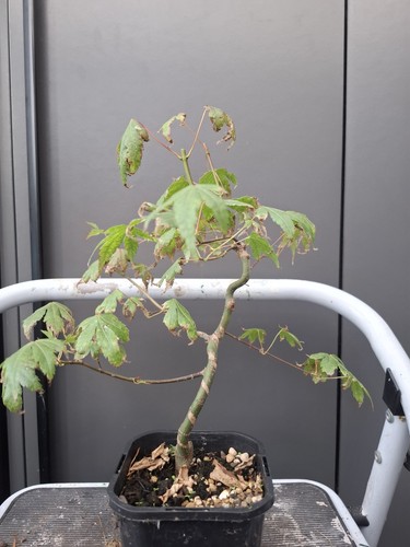 Part trained japanese maple - japanese,