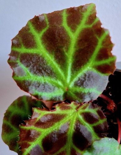Begonia rajah rare - begonia,