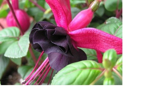 Fuchsia blacky plug - x,
