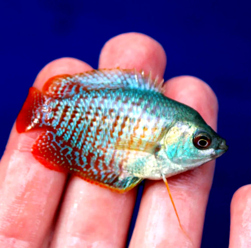 Red neon rainbow dwarf - 6,