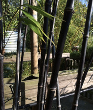 Phyllostachys nigra | 12cm