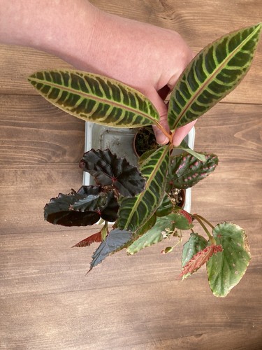 Rare terrarium plants bargain - terrarium,
