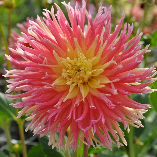 Cactus dahlia fringed star - cactus,