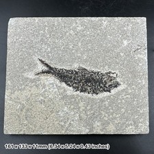 Fossilised diplomystus fossil