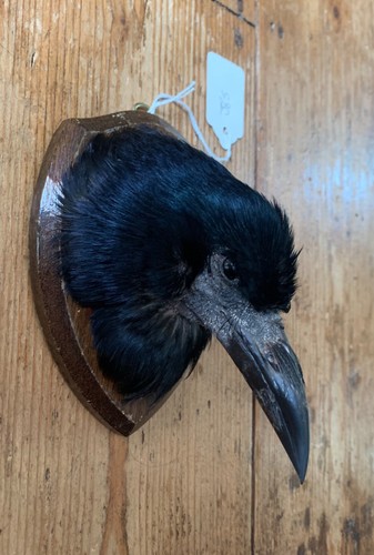 Taxidermy head - taxidermy,
