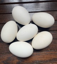 6 x Goose Eggs  / Geese Eggs