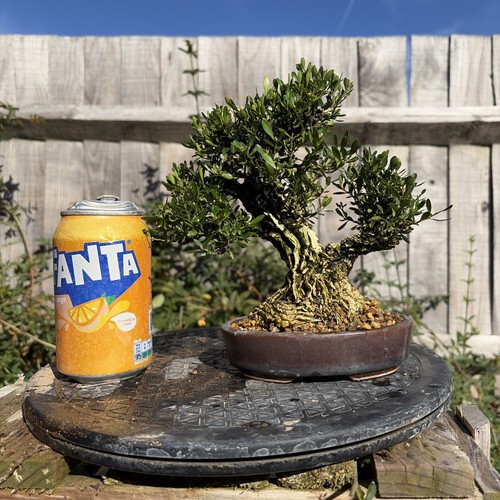 Boxwood bonsai tree - boxwood,