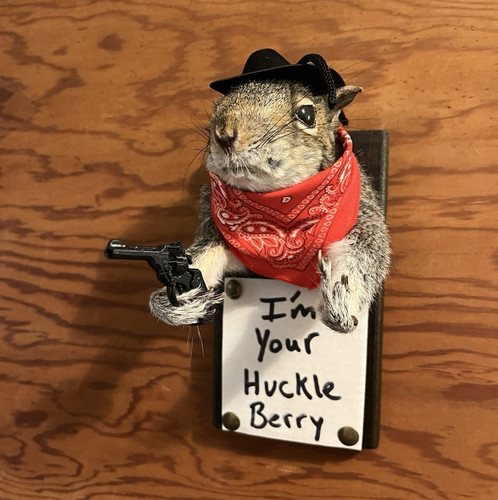 Taxidermy squirrel wall mount - squirrel,