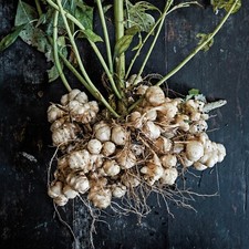 25 Jerusalem Artichoke