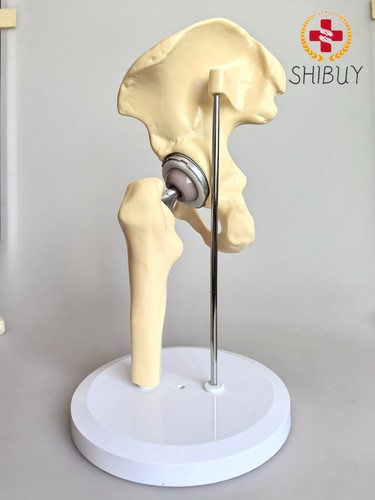 Artificial size hip - 1:1,