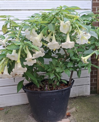 White angel trumpet - angel, 🤍