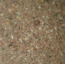 Giant African Land Snail