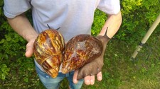 Archachatina marginata ovum XXL Snail Achatschnecke šnek Snigel Lumaca Snegl