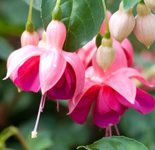 Fuchsia Bush Garden News Shrub Approx 30-40cm Tall Plant Shades of Pink Flowers