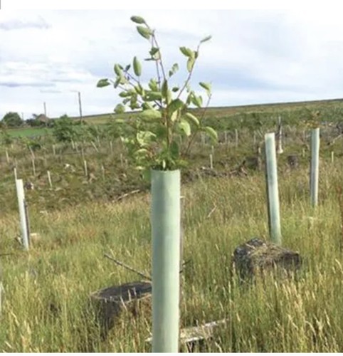 60cm tubex standard - standard, tree