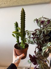 Cactus Euphorbia Acruensis