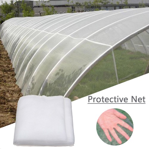 Garden vegetable plant - vegetable,