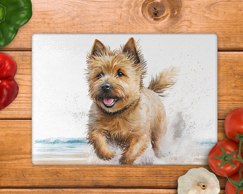 Norwich terrier running beach - norwich,