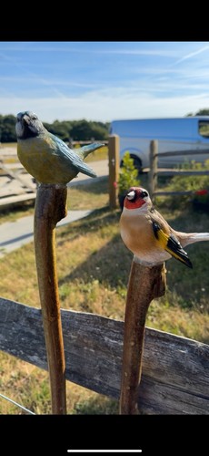 Goldfinch blue tit walking - blue,