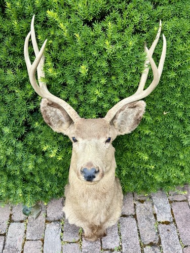 Vintage deer trophy real - trophy, skin